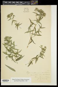 Pycnanthemum muticum image