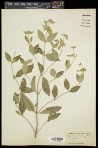 Pycnanthemum incanum image