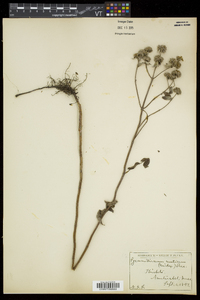 Pycnanthemum muticum image