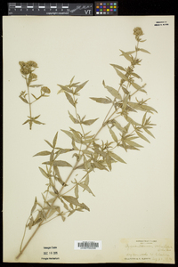 Pycnanthemum verticillatum var. verticillatum image