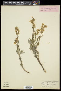 Salvia officinalis image