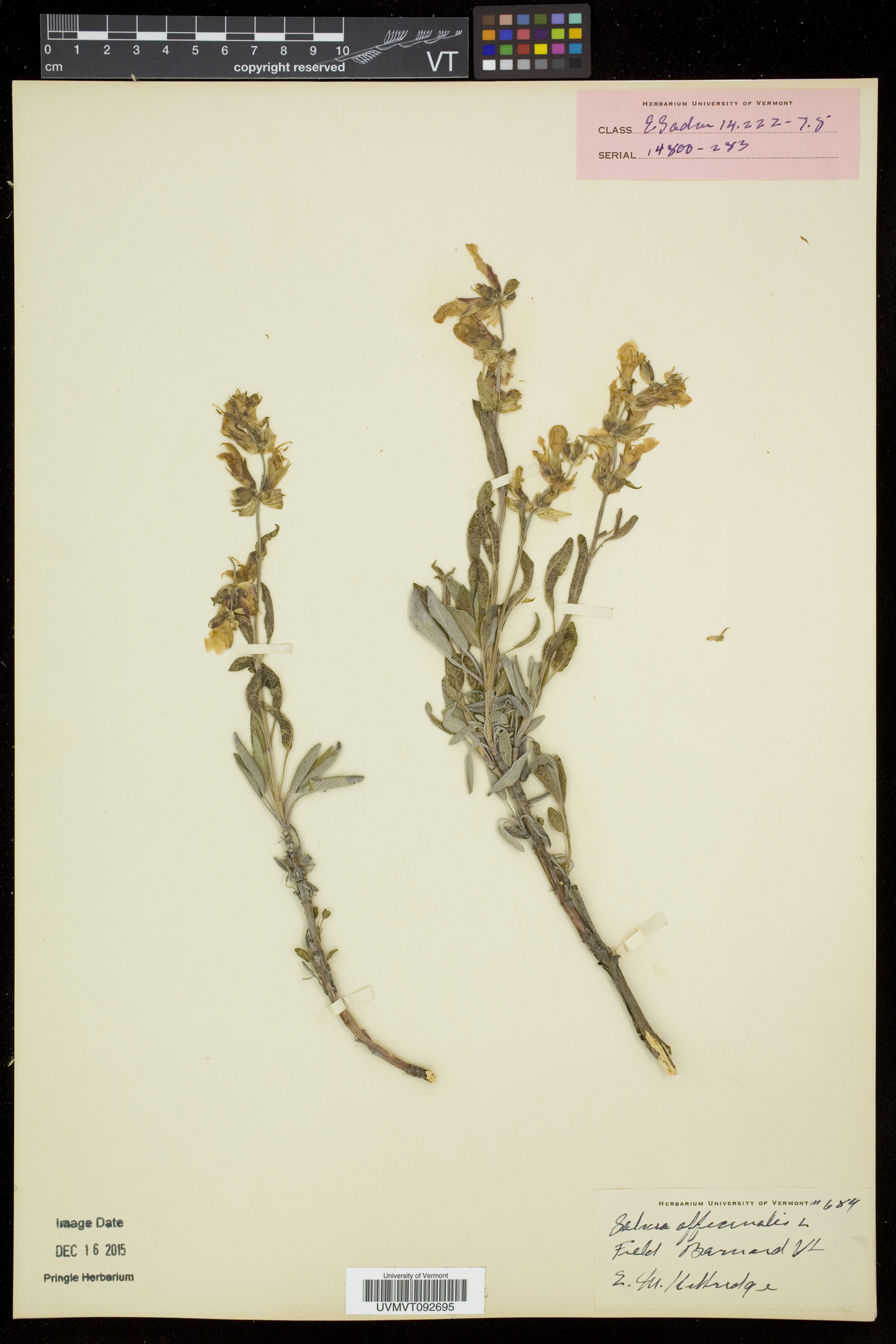 Salvia officinalis image