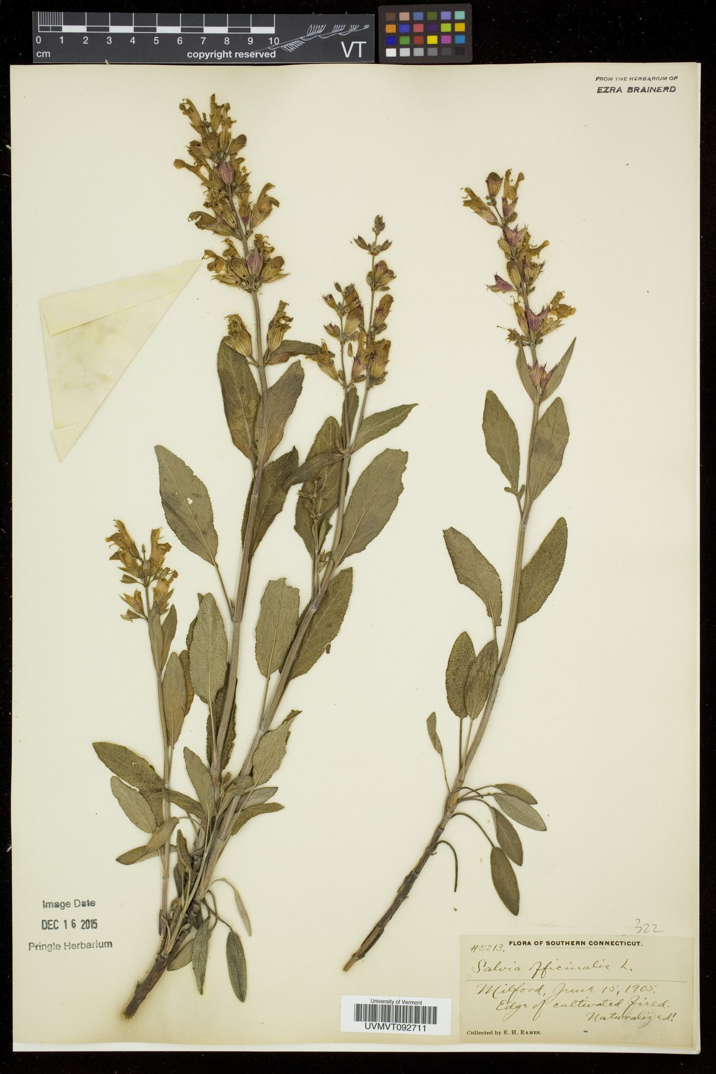 Salvia officinalis image