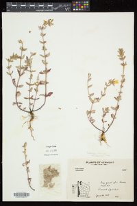 Clinopodium acinos image