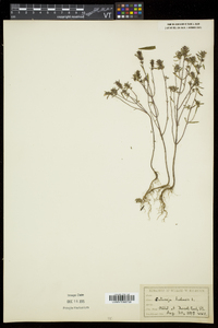 Satureja hortensis image