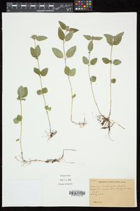 Clinopodium vulgare image