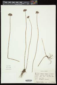 Clinopodium vulgare image