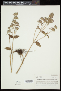 Clinopodium vulgare image