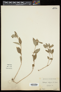 Clinopodium vulgare image