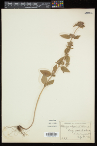 Clinopodium vulgare image