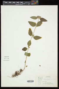 Clinopodium vulgare image