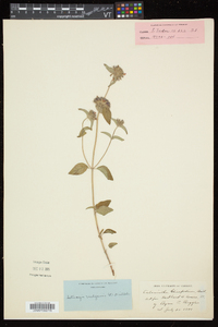 Clinopodium vulgare image