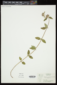 Clinopodium vulgare image