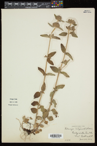 Clinopodium vulgare image