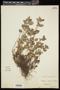 Clinopodium vulgare image