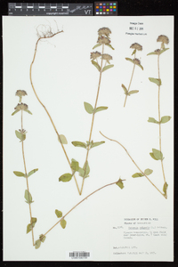 Clinopodium vulgare image