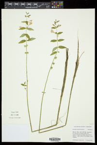 Scutellaria galericulata image