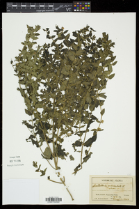 Scutellaria galericulata image