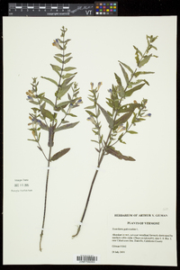 Scutellaria galericulata image