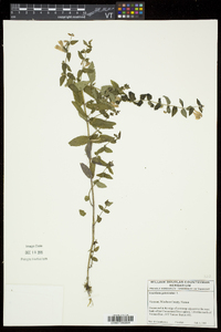 Scutellaria galericulata image