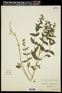 Scutellaria galericulata image