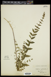 Scutellaria galericulata image