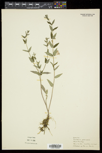 Scutellaria galericulata image