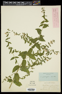 Scutellaria galericulata image