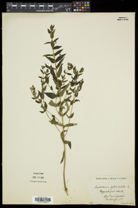 Scutellaria galericulata image