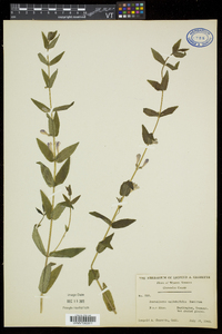 Scutellaria galericulata image