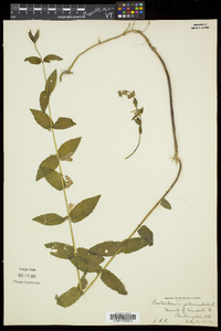 Scutellaria galericulata image