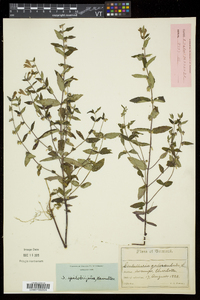 Scutellaria galericulata image