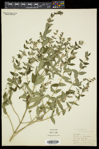 Scutellaria galericulata image