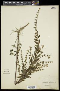 Scutellaria galericulata image