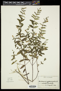 Scutellaria galericulata image