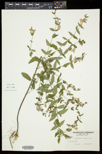 Scutellaria galericulata image