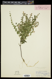 Scutellaria galericulata image