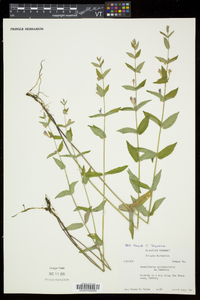 Scutellaria galericulata image