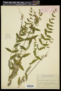 Scutellaria galericulata image