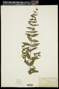 Scutellaria galericulata image