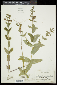 Scutellaria galericulata image