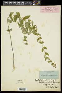 Scutellaria galericulata image