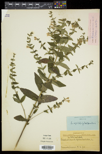 Scutellaria galericulata image