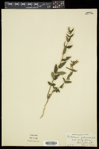 Scutellaria galericulata image