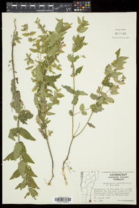 Scutellaria galericulata image