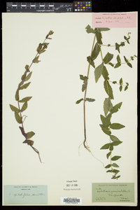 Scutellaria galericulata image