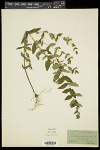 Scutellaria galericulata image