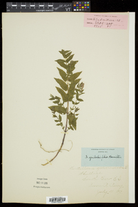 Scutellaria galericulata image