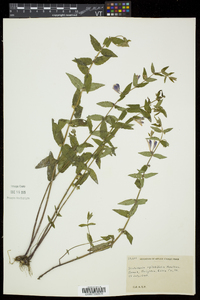 Scutellaria galericulata image