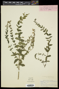 Scutellaria galericulata image